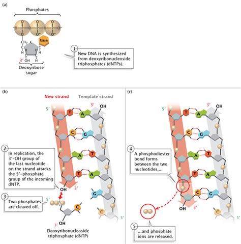 Molecular Events of DNA Replication .